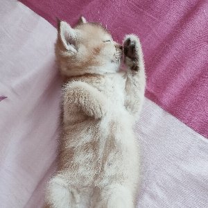 头像