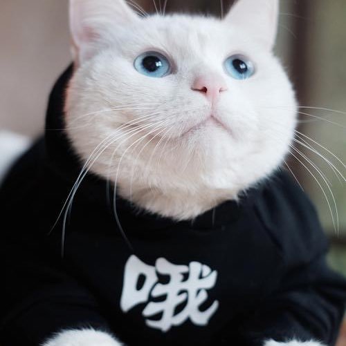 头像