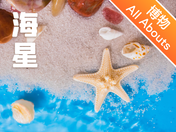 【成长培育课｜动物总动员】海底闪亮的星-小海星 Starfish