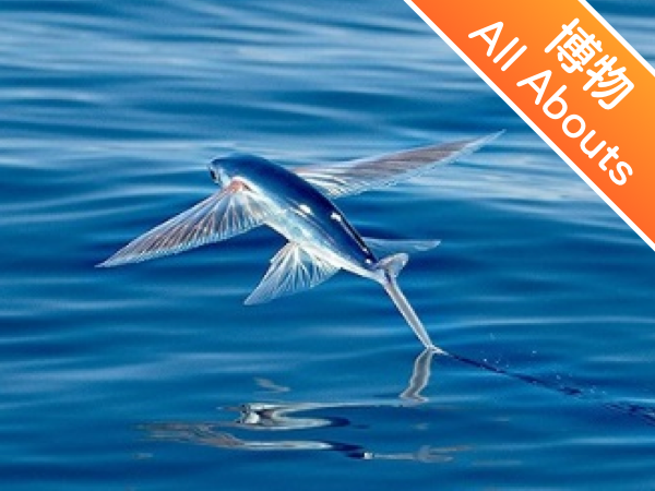 【双语成长课｜十万个为什么】 第8讲 世界上真的有会飞的鱼吗？Can fish fly?
