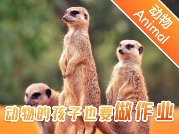 【双语成长课|动物总动员】你知道吗?动物的孩子也要做作业!