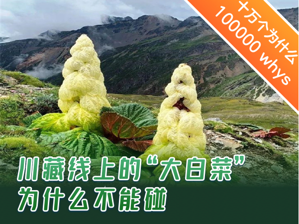 【双语成长课｜十万个为什么】 川藏线上的“大白菜”为什么不能碰？